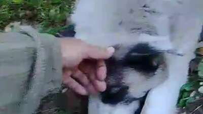 Bursa'nın Yıldırım ilçesinde ormanlık alanda