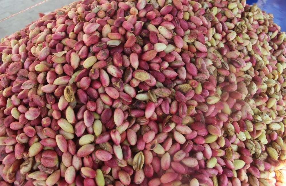 Türkiye’de fıstık üretimiyle ilgili çarpıcı tespit ABD Tarım Bakanlığı (USDA)