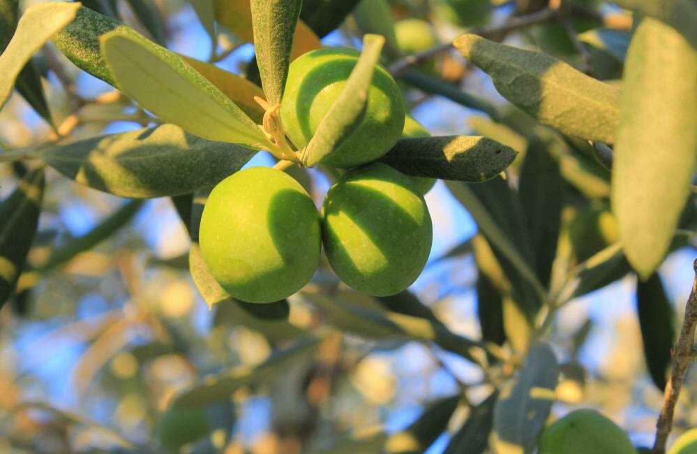 Bursa’da zeytin üreticisi bu haberi bekliyordu! Maliyet hesabı açıklandı Gemlik Ziraat Odası, 2026