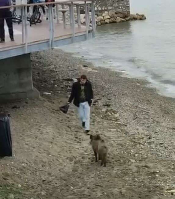 Bursa’da aç kalan domuz Mudanya sahilinde yiyecek aradı Bursa’nın Mudanya ilçesinde yiyecek