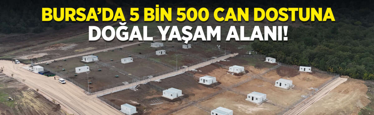 Osmangazi Belediyesi’nin sahipsiz can dostlarını